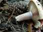 Vöröstejű rizike (Lactarius sanguifluus), Budai-hegység